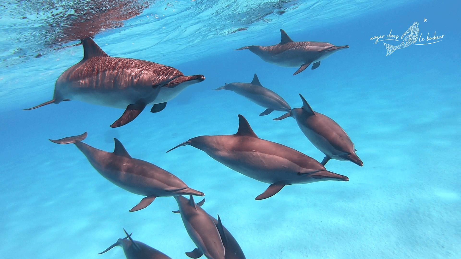 Groupe de dauphins en mer Rouge