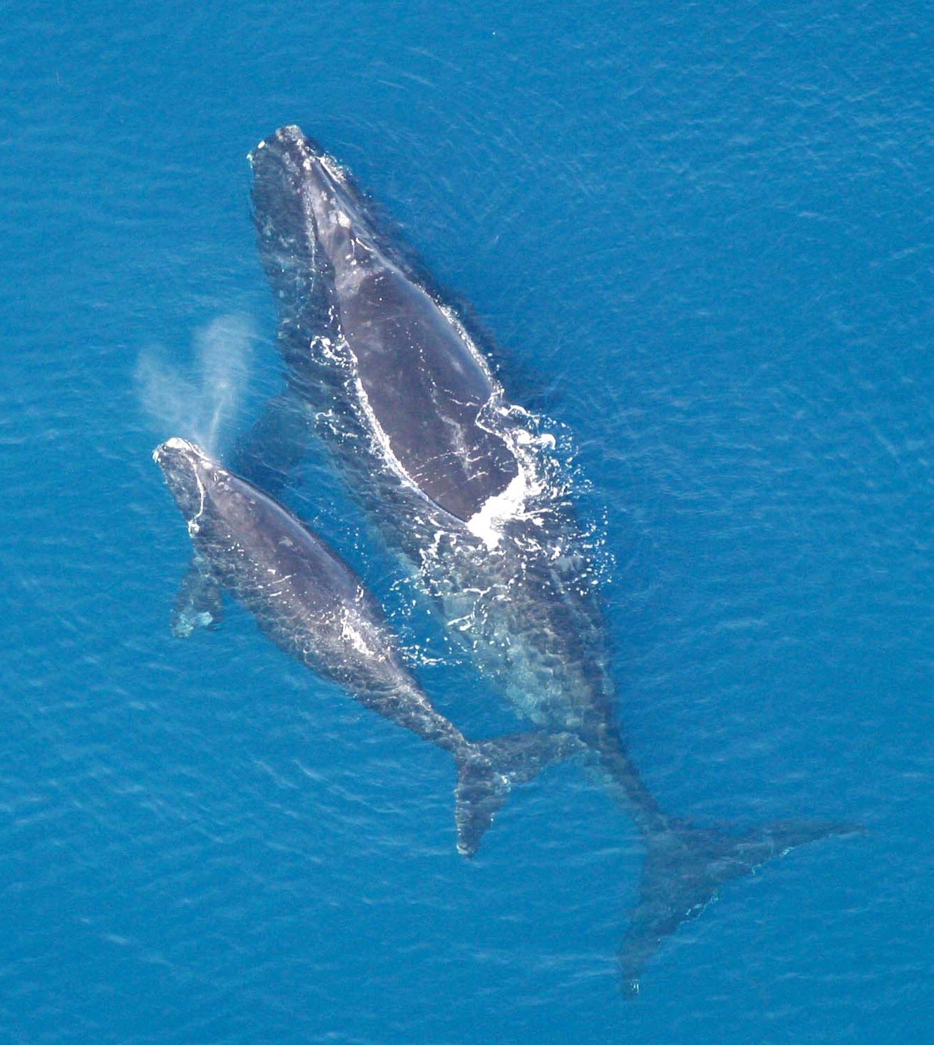 Baleine et son baleineau océan méditation aquatique